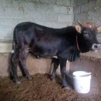 گوساله ماده