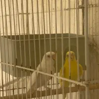 مرغ عشق هلندی|پرنده|قشم, |دیوار