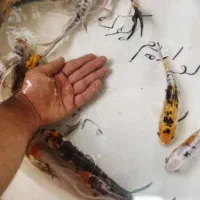 کوی باله بلند