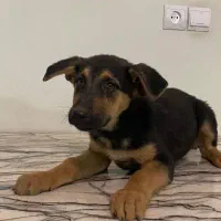 فروش دو توله ماده ژرمن اصل|سگ|کرمان, |دیوار