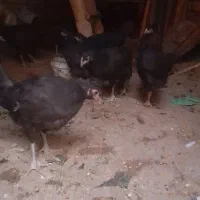 مرغ محلی|حیوانات مزرعه|معصومیه, |دیوار