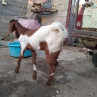 توبچی|حیوانات مزرعه|شادگان, |دیوار