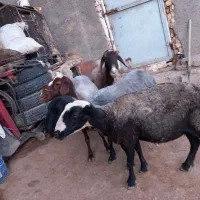 چهار عدد گوسفند