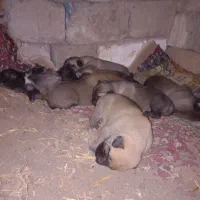 سگ پژدر|سگ|لاجان, |دیوار