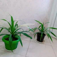 دو عدد گل پاندانوس