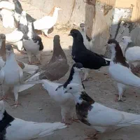 کفترشهرستانی