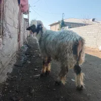 قوچ بختیاری