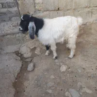 بزغاله ماده