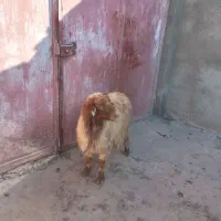 میش|حیوانات مزرعه|خرم‌آباد, |دیوار