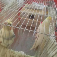 پرنده|پرنده|اصفهان, درب سیبه علیا|دیوار