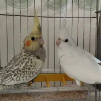 عروس هلندی تازه دونخور