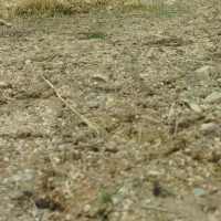 زمین ۲۰۰ متری خرانق