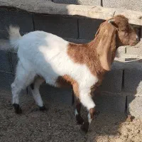 بزغاله پاکستانی دوقل زا|حیوانات مزرعه|هفدر, |دیوار