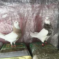 دسته کبوتر طوقی نرماده هفت رنگ الماسی خالدارمعاوضه|پرنده|آباده, |دیوار