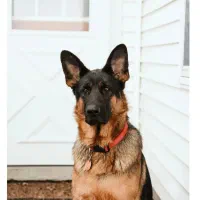 سگ ژرمن شپرد