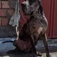 گریت دین نر