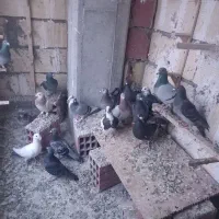 ی دسته آلمانی 19تای یزید|پرنده|بجنورد, |دیوار