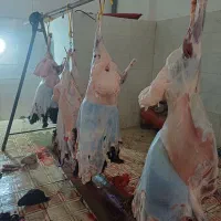 همون گوسفند.ی که دلت میخاد/ زنده