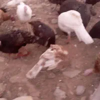 بوقلمون|حیوانات مزرعه|رشت, بوسار|دیوار