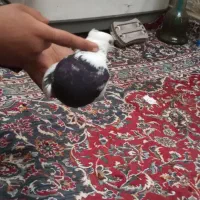 کبوتر|حیوانات|کرمانشاه, |دیوار