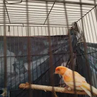 قناری نر|پرنده|ششده و قره بلاغ, |دیوار