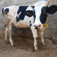 فروش ماده گاو هولوشتان ۱۵ماهه باردار