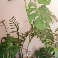 درخت بنجامین و برگ انجیری|گل و گیاه طبیعی|کرج, شهرک فهمیده|دیوار