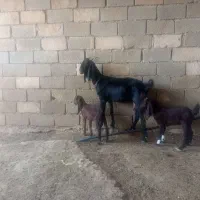 بز دوکهره ای