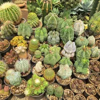 کاکتوس آستروفیتوم کیکو و سوپرچروک و آستریاس
