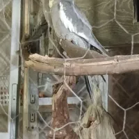 فروش عروس هلندی|پرنده|اندیشه, اندیشه فاز ۴|دیوار