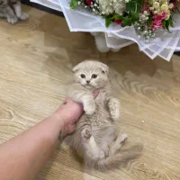 توله دوماهه اسکاتیش