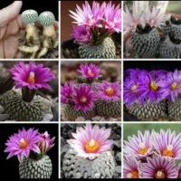 انواع و اقسام کاکتوس های گلدار و پیوندی|گل و گیاه طبیعی|رشت, خرسندی|دیوار