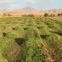 یونجه تمام برگ خشک