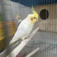 جفت کوتوله وعروس هلندی|پرنده|یزد, |دیوار