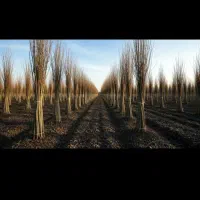 فروش نهال صنوبر|خدمات باغبانی و درختکاری|کوهنجان, |دیوار