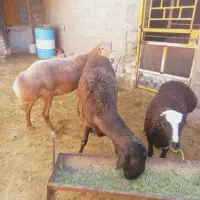 میشوقوع وبره چینی