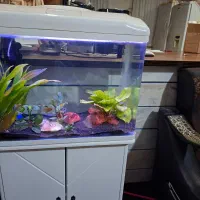 اکواریوم شیشه خم ۶۰ سانتی|ماهی|گلپایگان, |دیوار