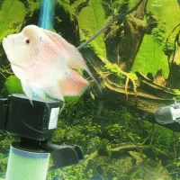 فروش ماهی فلاور نر