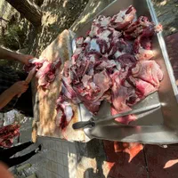 دام زنده به کل تهران و کرج