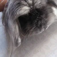 خرگوش|موش و خرگوش|اصفهان, رکن الدوله غربی|دیوار