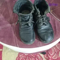 یک جفت کفش شاهین اصل