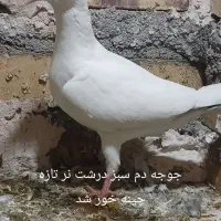 کله هما کفتر کبوتر|پرنده|تایباد, |دیوار