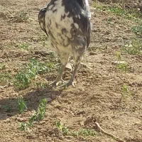 خروس جوان گلین پنگوئنی