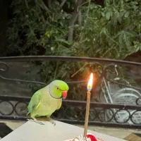 پرنده طوطی گمشده