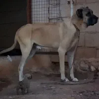 واگذاری سرابی|سگ|تهران, قلمستان|دیوار