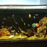 ماهی دیسکس و لوچ دلقک