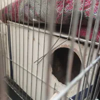 عروس هلندی|پرنده|پاکدشت, پاکدشت (مامازند)|دیوار