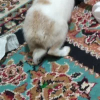 خرگوش|موش و خرگوش|خواف, |دیوار