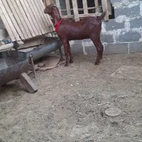 کولار دورگ پاکستانی