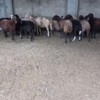 ۱۴عدد گوسفند دوعدد قوچ جوان یکی بره دار